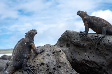 Marine iguana resting on rocks at Tortuga Bay beach, Galapagos, Ecuador