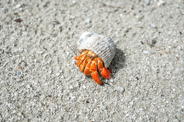 Hermit crab on a white sand beach in Maupiti, French Polynesia