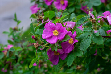 Rose hips blooming in spring on a rainy day.
