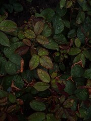 green leaves in water