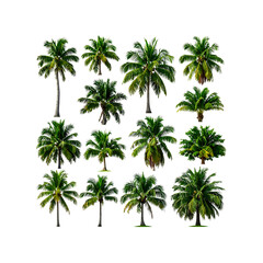 Obraz premium Collection of lush green tropical coconut palm trees on transparent background