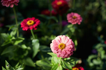 Soft Pink Zinnia Flower in Sunlight