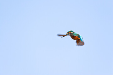 A vibrantly colored Common Kingfisher in mid-flight.