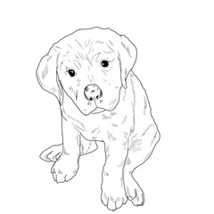 Funny little puppy sitting, black and white ink sketch. Vector illustration. The dog, a small Labrador, is isolated on a white background. The drawing is made in a simple style