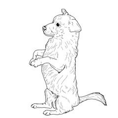 A small domestic dog is sitting on its hind legs, a black and white ink sketch. Vector illustration.A lap dog, a puppy, isolated on a white background. The drawing is made in a simple style