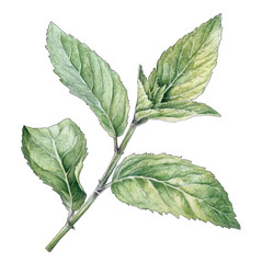 Botanical illustration of a sprig of mint with several serrated, veined leaves showing variations in green hues