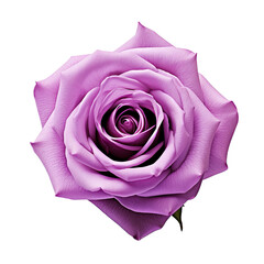 A close up of a single purple rose with many layers of petals against a black background