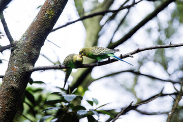 Two budgerigars sharing food on a tree branch