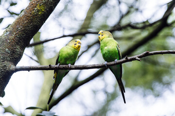 Peaceful dove protecting chicks in nest on tree stump