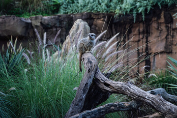 Meerkat standing guard on a branch in lush green habitat