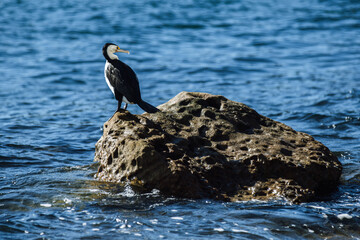 Pied cormorant standing on a rock in blue water