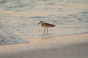 Wading in the warm ocean water during tropical golden hour