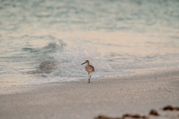 Gentle crashing waves follow a willet bird walking the beach