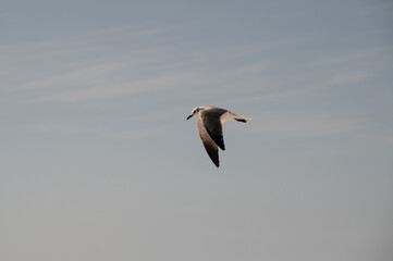 White and black laughing gull soars through magnificent blue sky