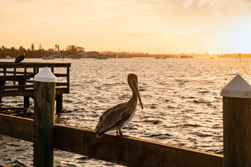 Tagged and banded American Brown Pelican watches serene coastal