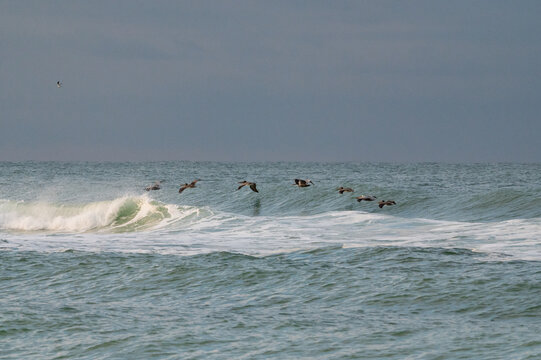 Flock of seven pelicans coast over the Pacific Ocean waves