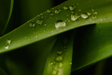 Dramatic Light on Wet Tulip Leaf with Macro Droplets