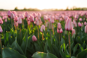 Warm Evening Light on Blooming Tulips in Lisse