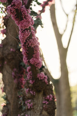 Naklejka premium Tree trunk wrapped in blooming pink blossoms at golden hour