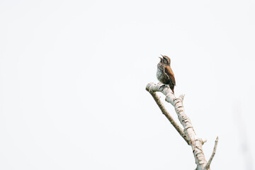 Side view of a Song Sparrow singing on a tree branch