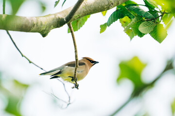 View from below of a cedar waxwing perched on a small branch