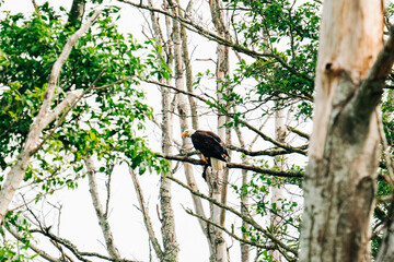 Wide angle view of a bald eagle perched on a branch with prey