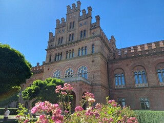 Fototapeta premium flowers in the garden