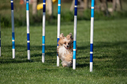 Papillon dog at Agility competitions.