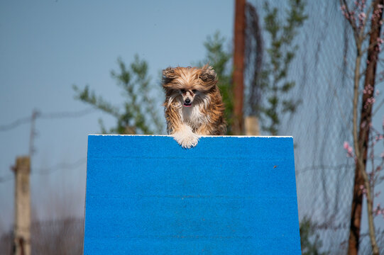 Papillon dog at Agility competitions.