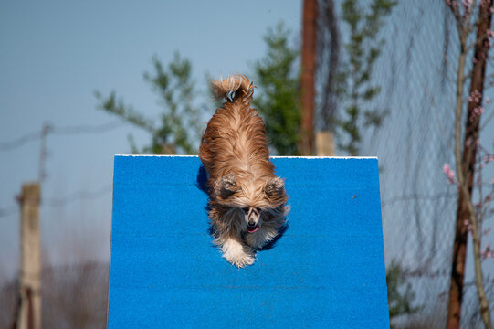 Papillon dog at Agility competitions.