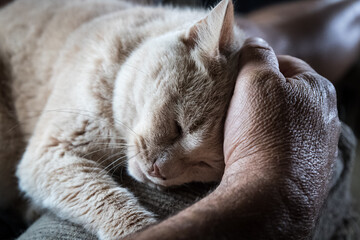 Sleeping cat cradled gently in a person’s comforting hand