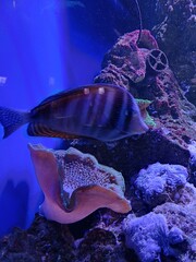 coral reef in the sea