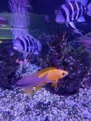 fish in aquarium