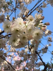 cherry tree blossom