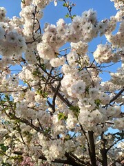 cherry tree blossom