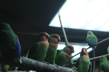 Agapornis roseicollis parrot rosy-cheeked lovebird in a flock sitting on a branch close-up © Кристина Шоба