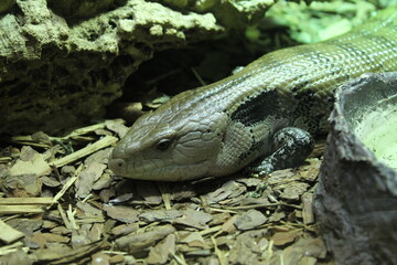 Merauke blue-tongued skink lying on splinters between rocks close-up