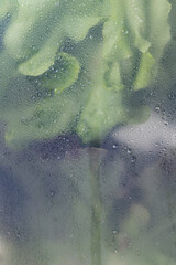 Close-Up Of Water droplets on the glass against the background of the green lettuce