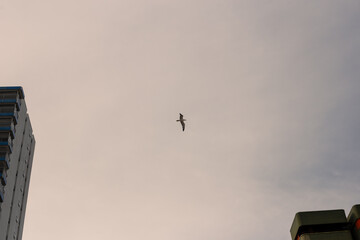 Seagull isolated flying on a cloudy urban sky