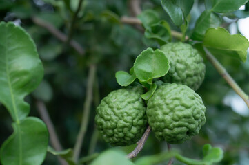 Bergamot kaffir lime fruit on branch tree in garden
