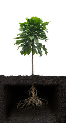 Growing plant with underground root visible,on white background