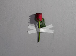 Red roses attached to the white wall with tape. Creative concept flower
