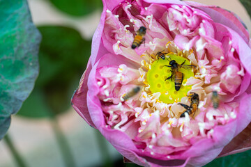 bee on pink lotus flower