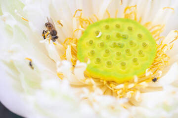 Bee on a white lotus flower