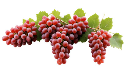 Bushel of ripe red grapes with leaves