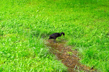 Indian Runner duck outdoor at organic farm at Swiss City of Zürich on a cloudy spring day. Photo taken June 3rd, 2025, Zurich, Switzerland.