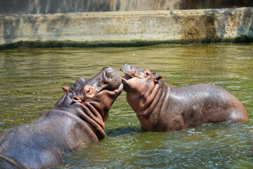 Close-Up of Hippos Communicating in Water. Joyful Hippos Interacting in Their Natural Habitat