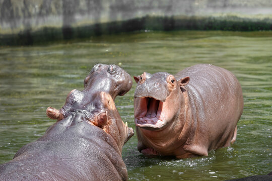 Close-Up of Hippos Communicating in Water. Joyful Hippos Interacting in Their Natural Habitat