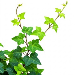 A green ivy branch with leaves, elegantly arranged on a white background.