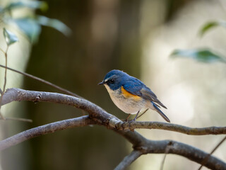 森の中で周りを見渡しているルリビタキの雄
